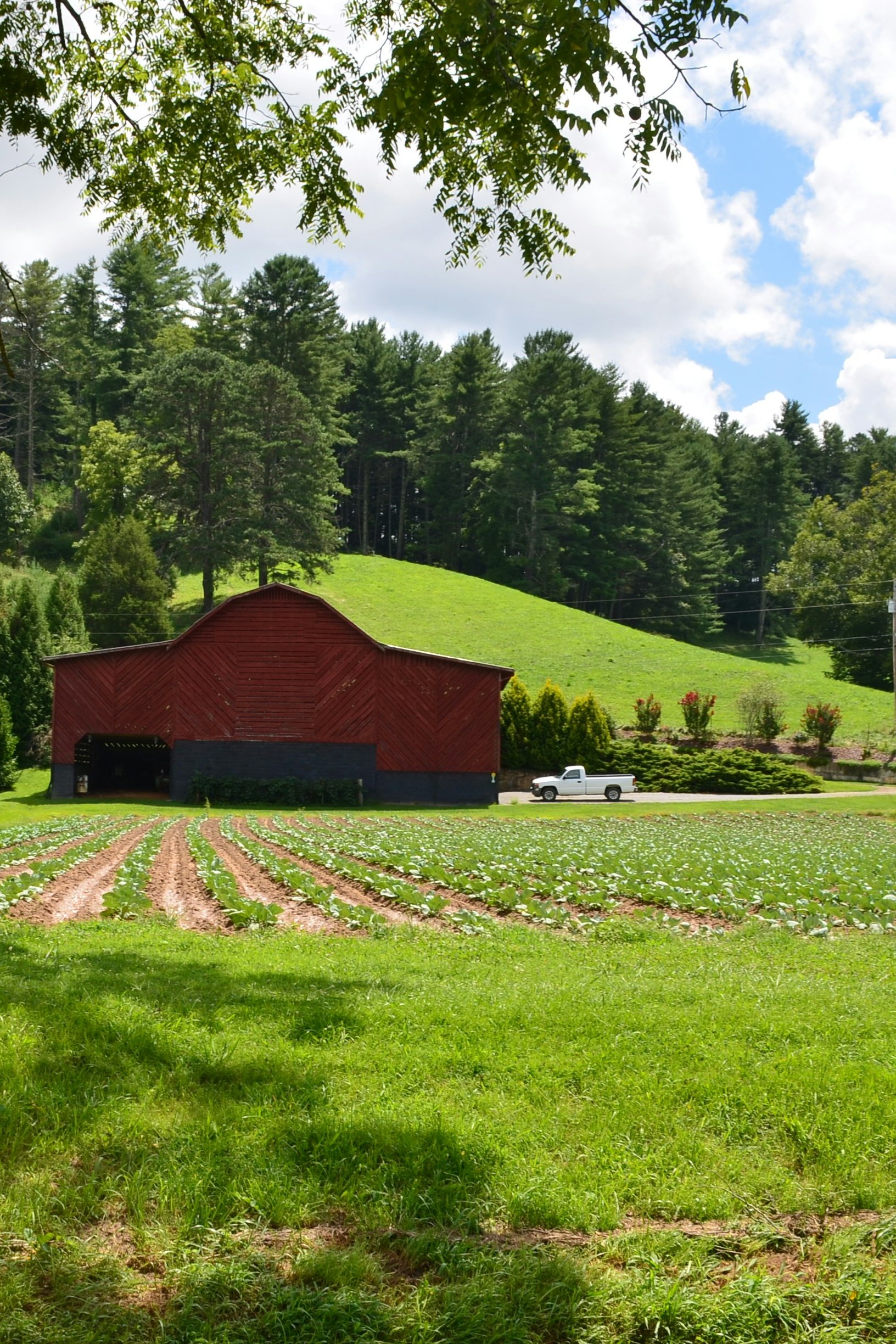 A red tobacco barn beside a planted field